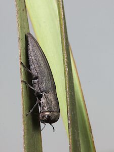 Euryspilus australis, PL5648, female, on Lepidosperma hispidulum (PJL 3594), SE, 9.8 × 2.5 mm